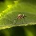 Alertaron sobre la proliferación de mosquitos en sector de Bolívar tras inundaciones por lluvias