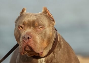 «El perro estaba cubierto de sangre»: Dejó a su hija de 10 años con su mascota y cuando volvió descubrió el horror