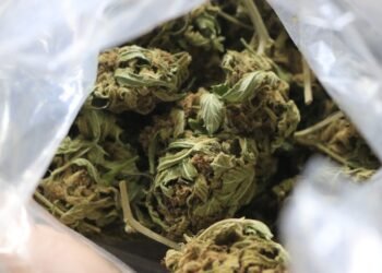 Niño de dos años halló una bolsa de cannabis y se la comió: sus padres lo encontraron inconsciente