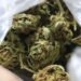 Niño de dos años halló una bolsa de cannabis y se la comió: sus padres lo encontraron inconsciente