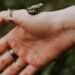 Mujer se tragó ocho ranas por una falsa creencia popular, pero vivió una pesadilla