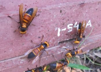 Aventura acabó en tragedia: turista y su hijo murieron tras ser atacados por un enjambre de avispas asesinas