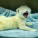 Nacieron dos crías de león blanco en el zoológico de Las Delicias en Aragua