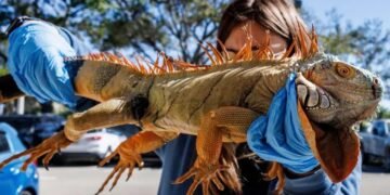 El fenómeno que explica por qué las iguanas caen de los árboles cuando hace frío en el sur de Florida